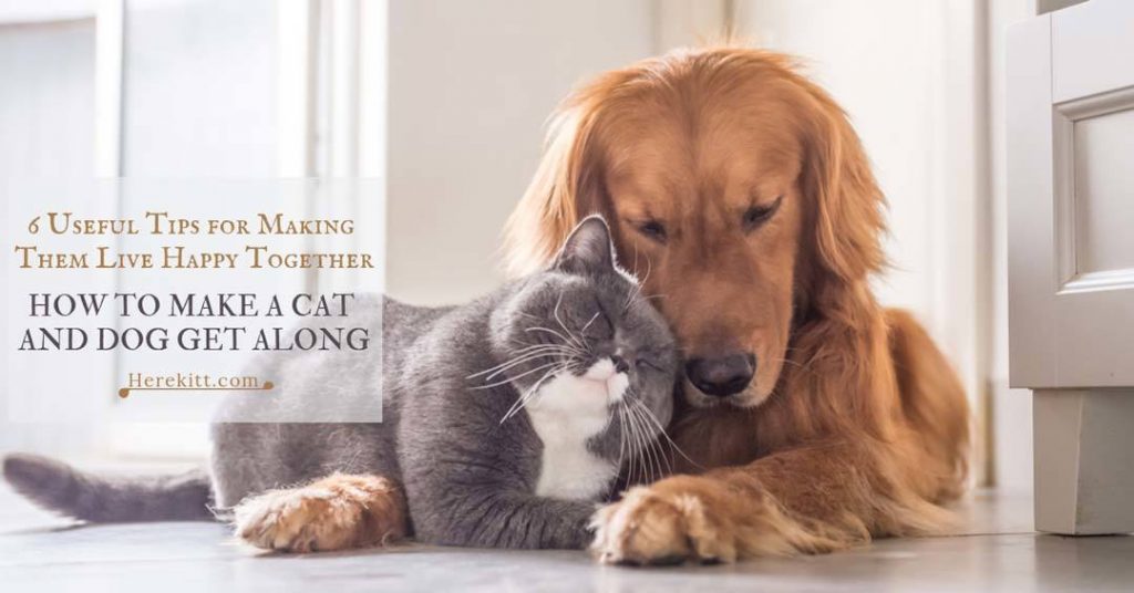 how to make a cat and dog get along