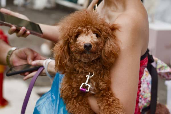 import pet to singapore