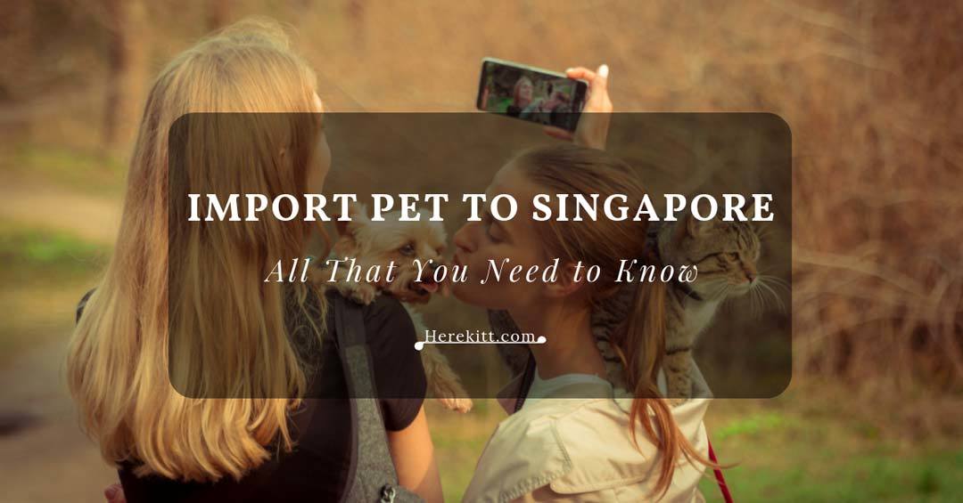 import pet to singapore