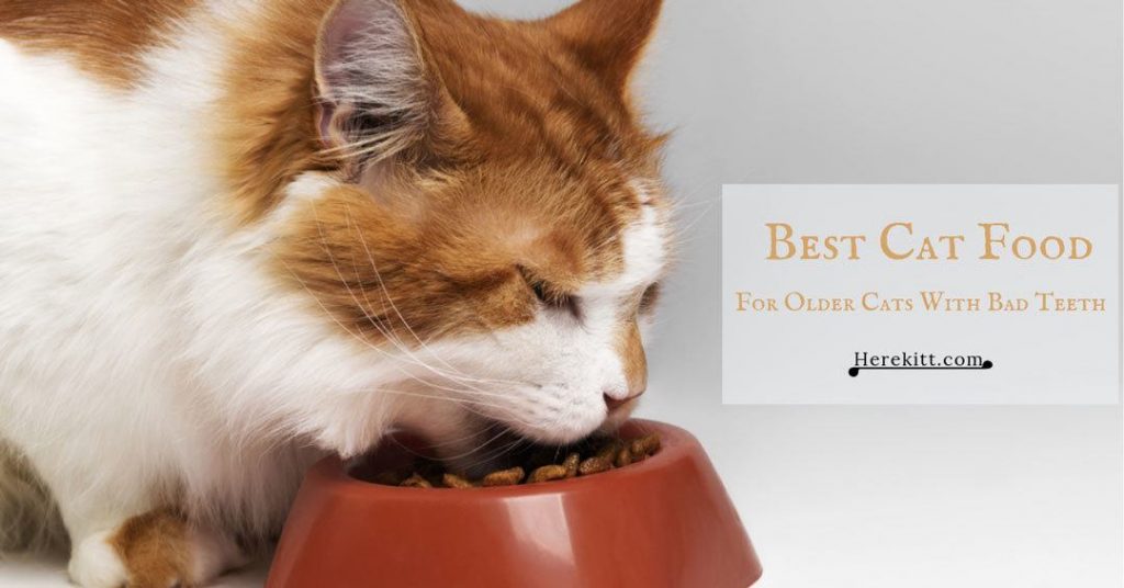 best cat food for older cats with bad teeth