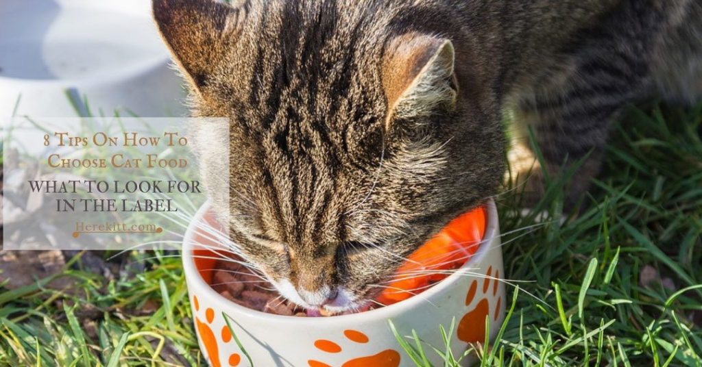 How To Choose Cat Food