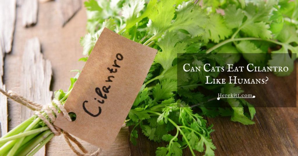 can cats eat cilantro