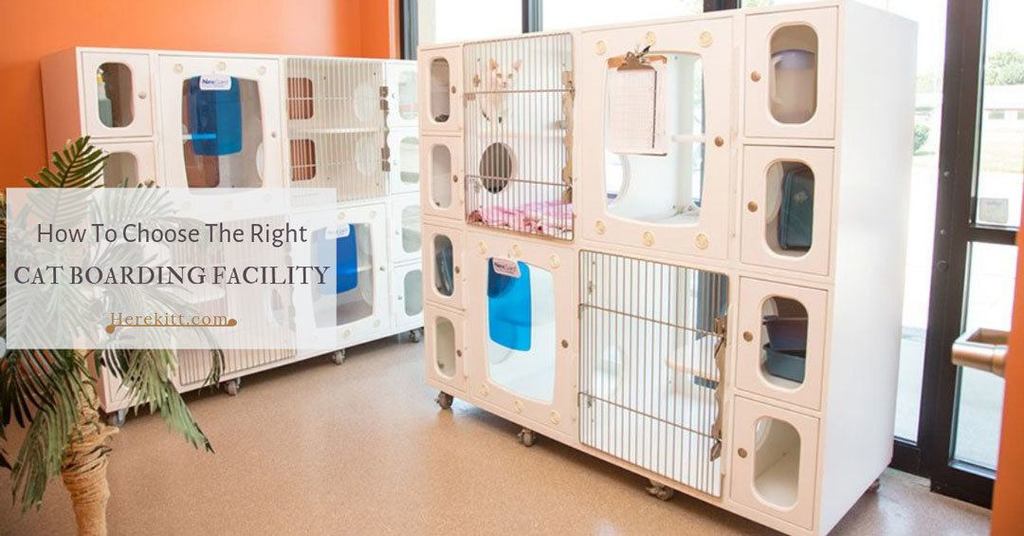 cat boarding facility