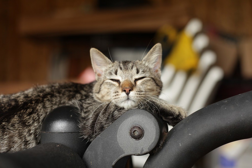 cbd oil for cat treats