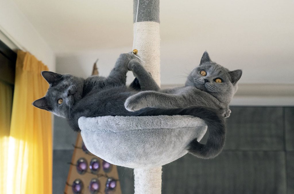 male and female cats living together
