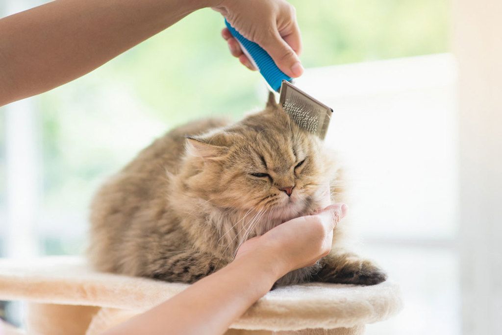long hair cat care