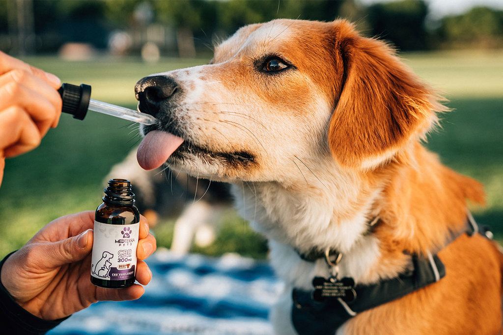cbd oil for pets