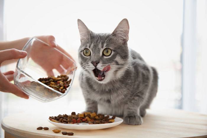 when to switch from kitten food to cat food