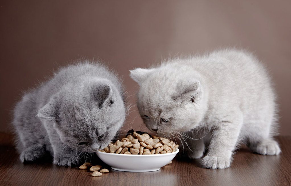 when to switch from kitten food to cat food