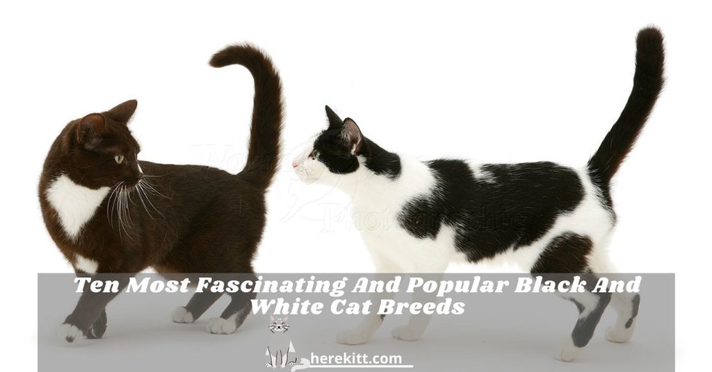 black and white cat breeds