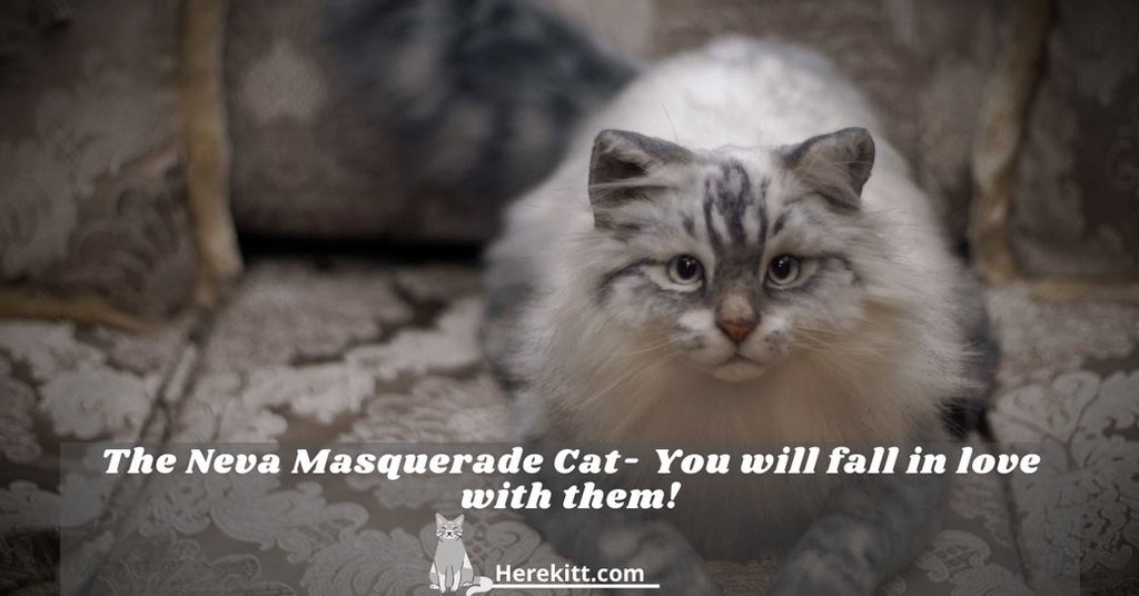 Neva Masquerade cat