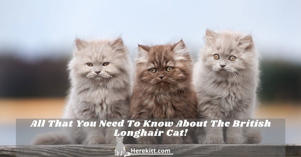 British longhair cat