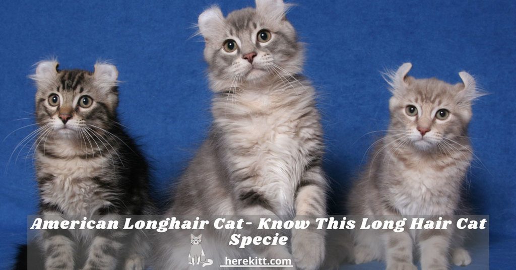 American longhair cat