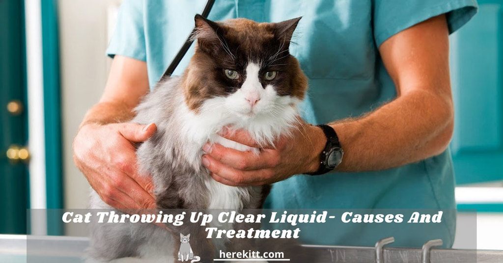cat throwing up clear liquid