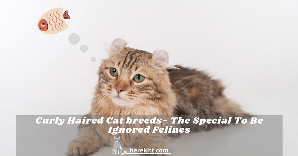 curly haired cat breeds