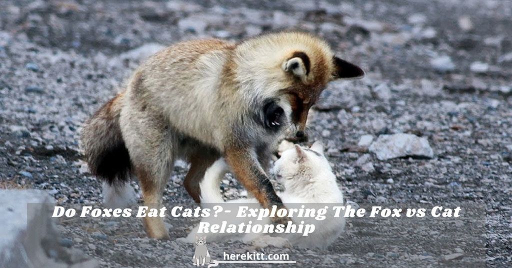 Do foxes eat cats