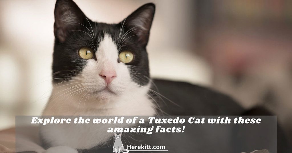 tuxedo cat