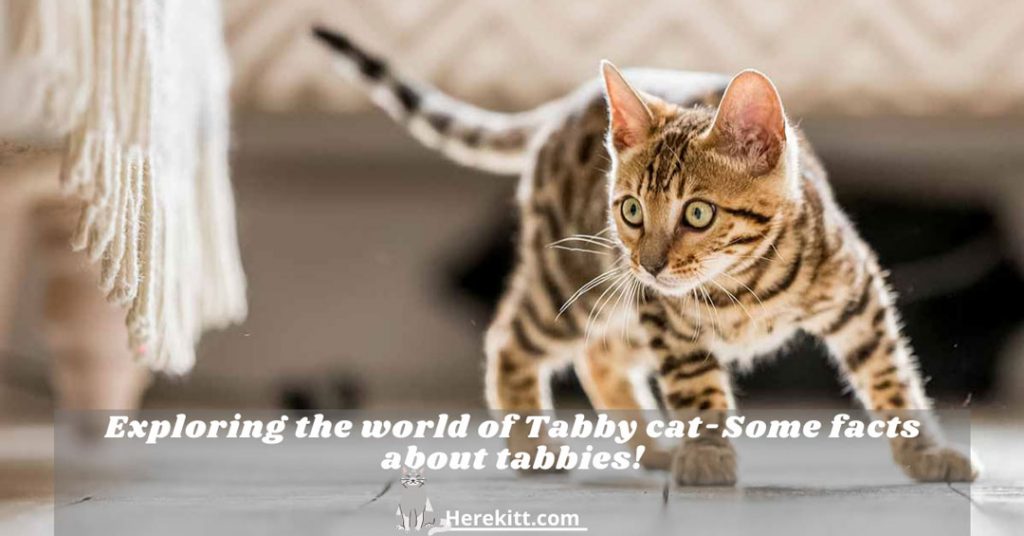 tabby cat