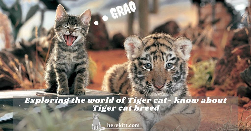 Tiger cat