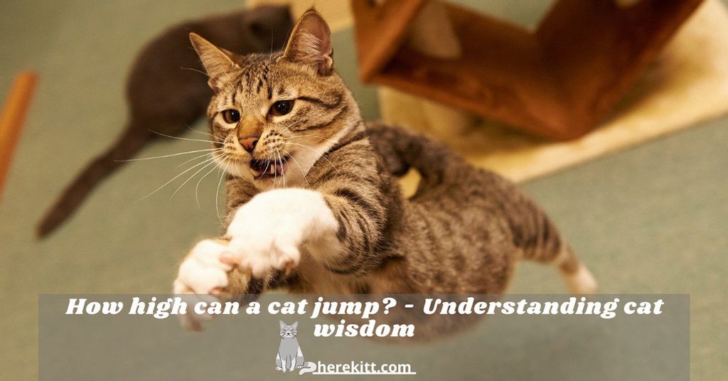 how high can a cat jump