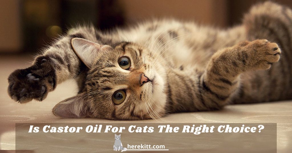 castor oil and cats