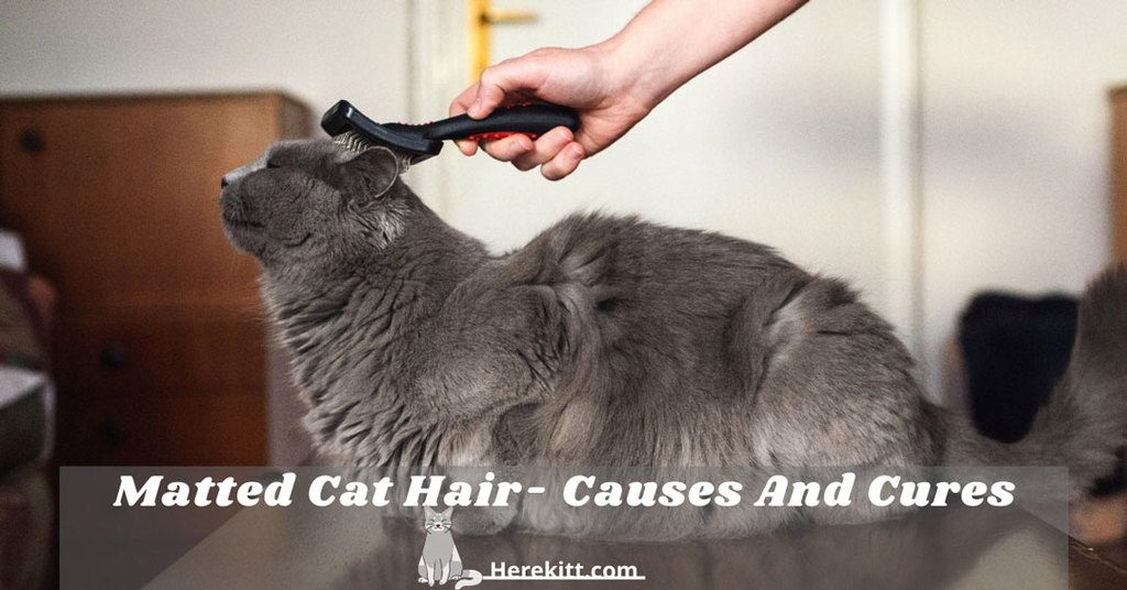 matted cat hair