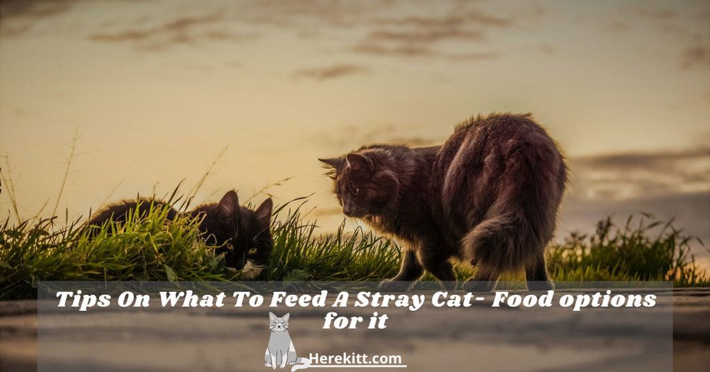 what to feed a stray cat