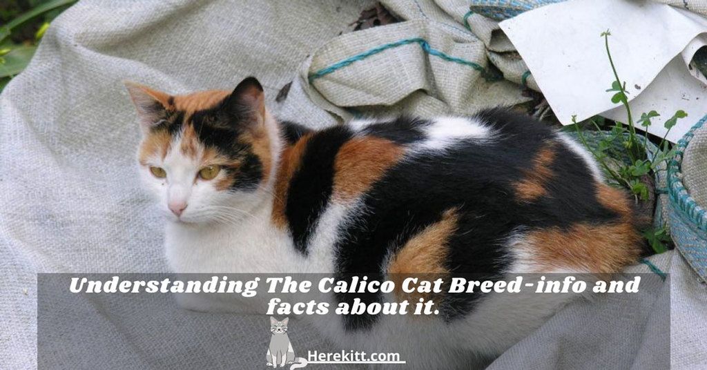 calico cat breed