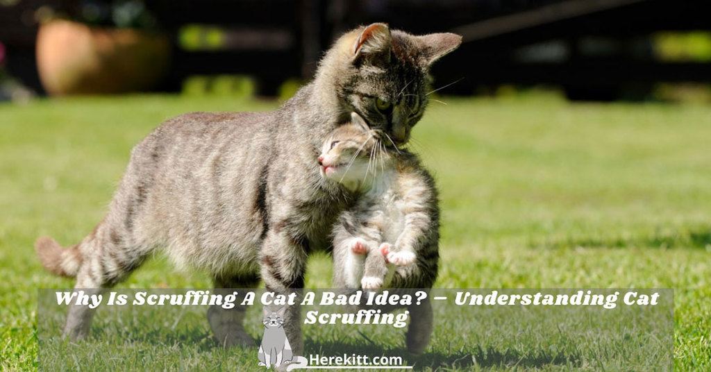 scruffing a cat