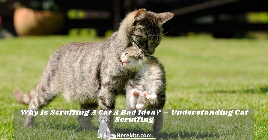 scruffing a cat