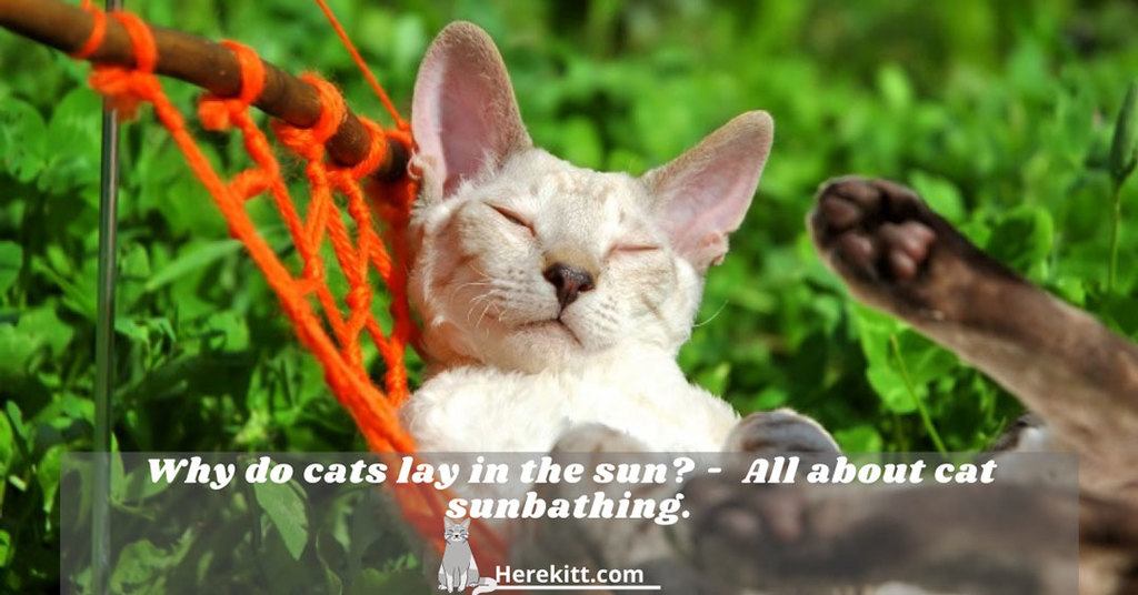why do cats lay in the sun