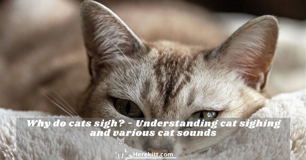 why do cats sigh