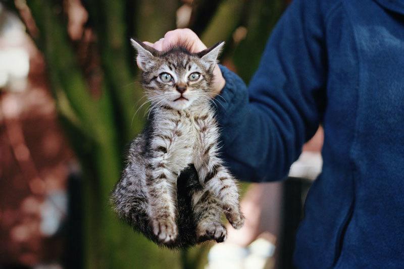 scruffing a cat