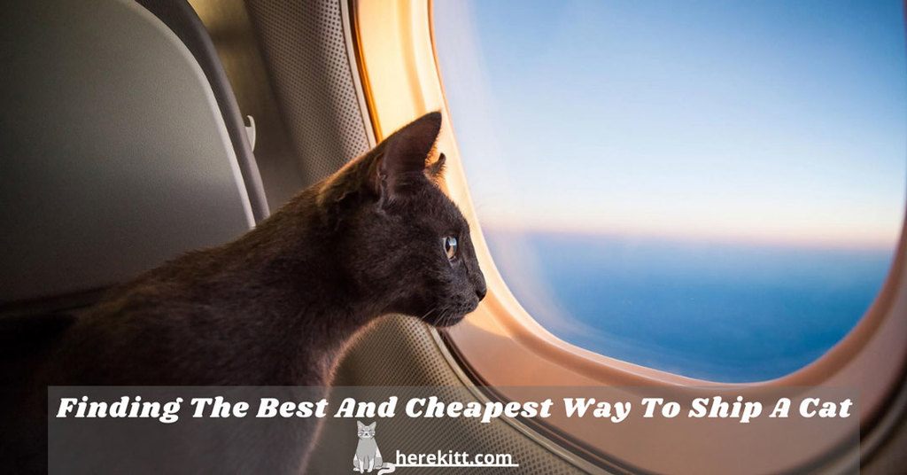 cheapest way to ship a cat
