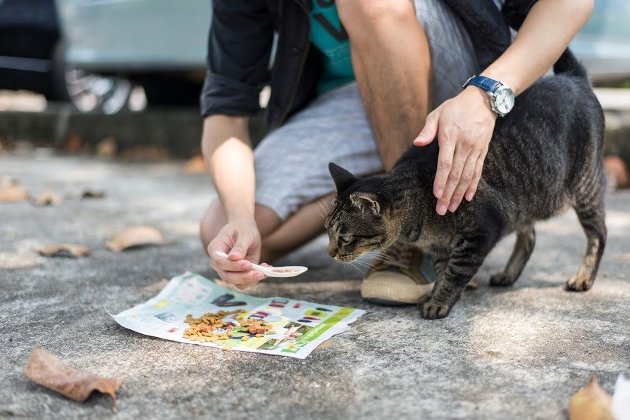 Tips On What To Feed A Stray Cat Food options for it.