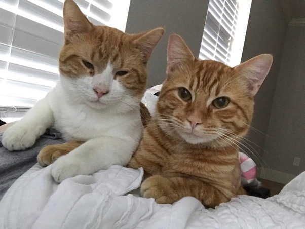 tabby cat