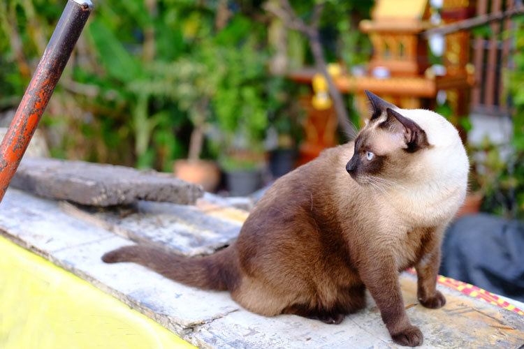 https://www.shutterstock.com/image-photo/siamesecat-sitting-on-stone-gravel-sandy-1092855545