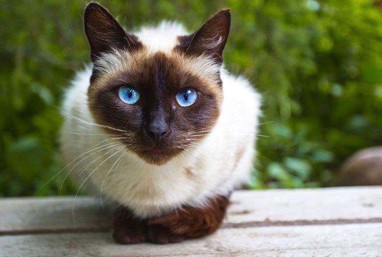 are siamese cats good pets