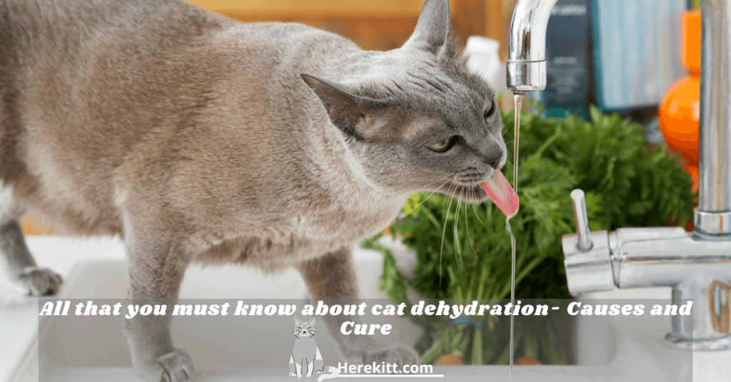cat dehydration