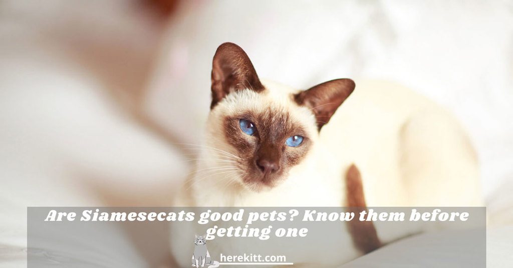 are siamese cats good pets