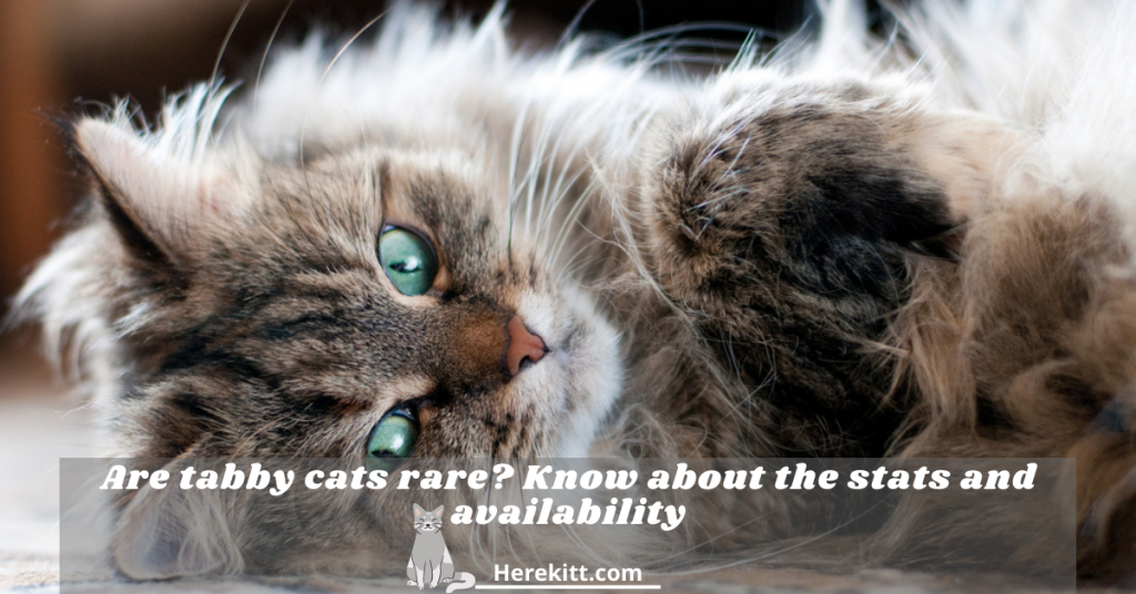 are tabby cats rare