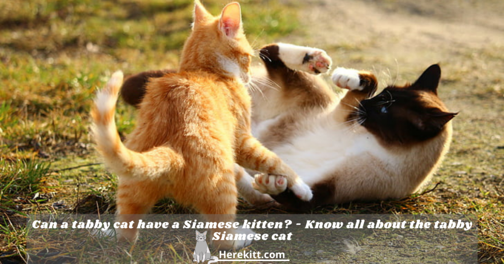 can a tabby cat have a Siamese kitten