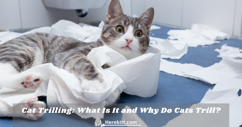 cat trilling