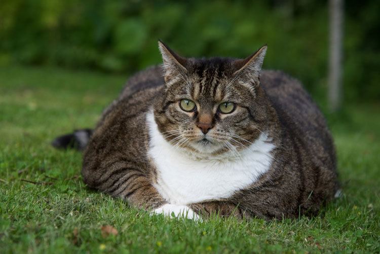 When Do Tabby Cats Stop Growing? A Guide to Tabby Cats
