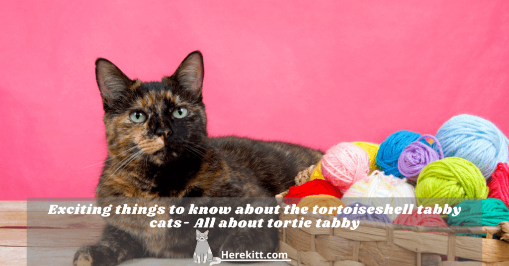 tortoiseshell tabby