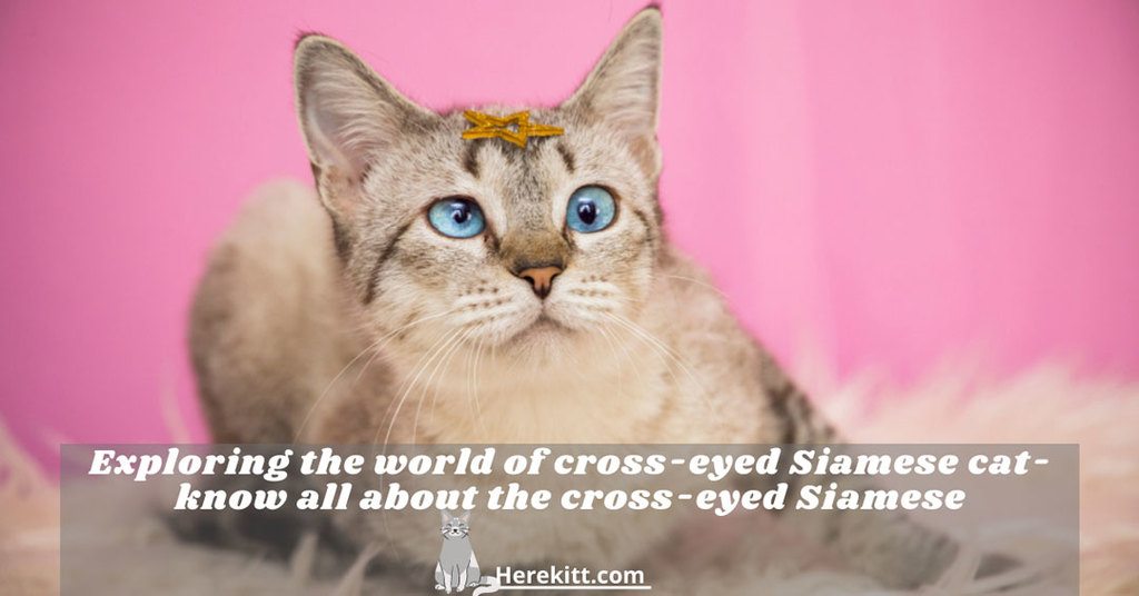 cross-eyed Siamese cat