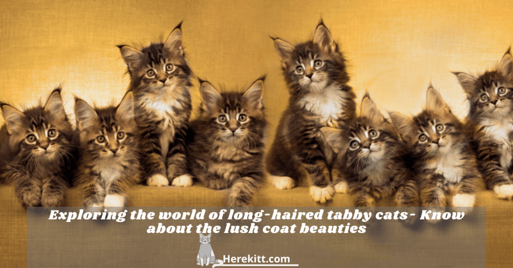 long-haired tabby cats