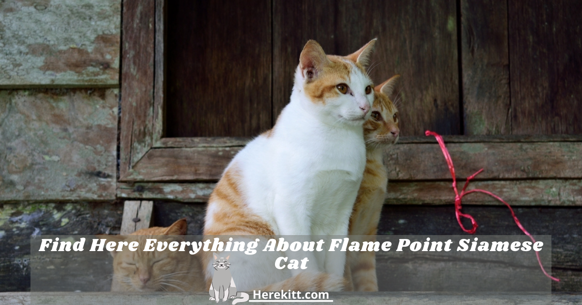 flame point Siamese cat