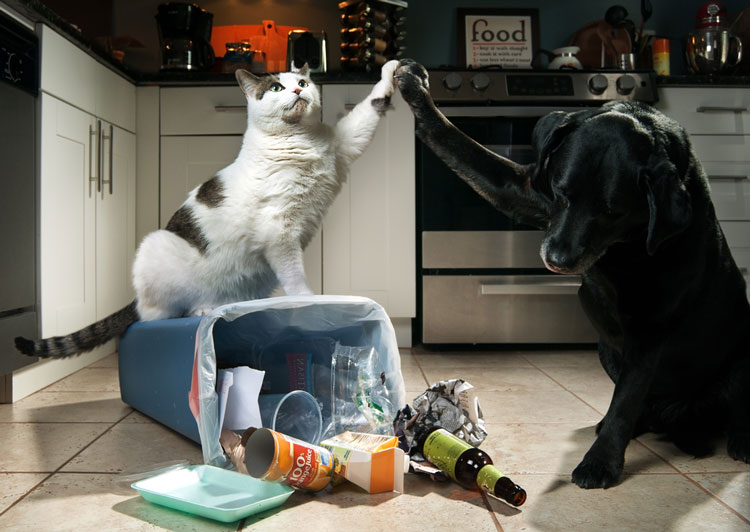 how to keep cats off the counters