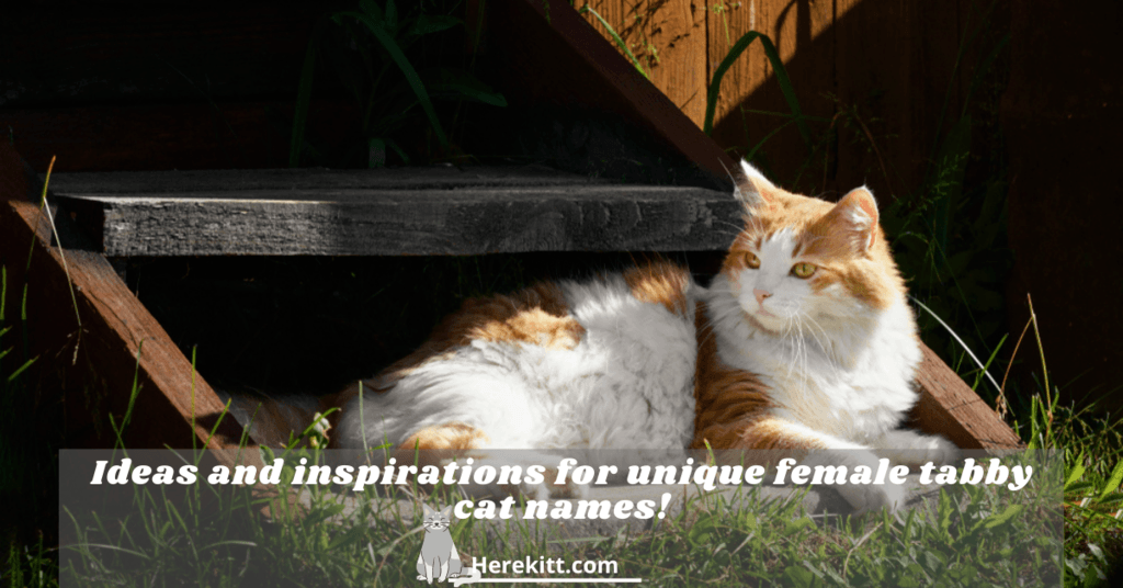 female tabby cat names